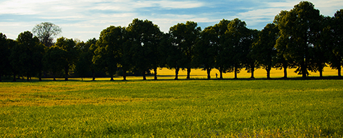 495×200